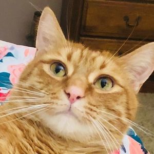 Meet your Posher, Bailey